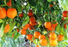 Photo of البرتقال المر المذهلة للشعر والبشرة: تعرف عليها